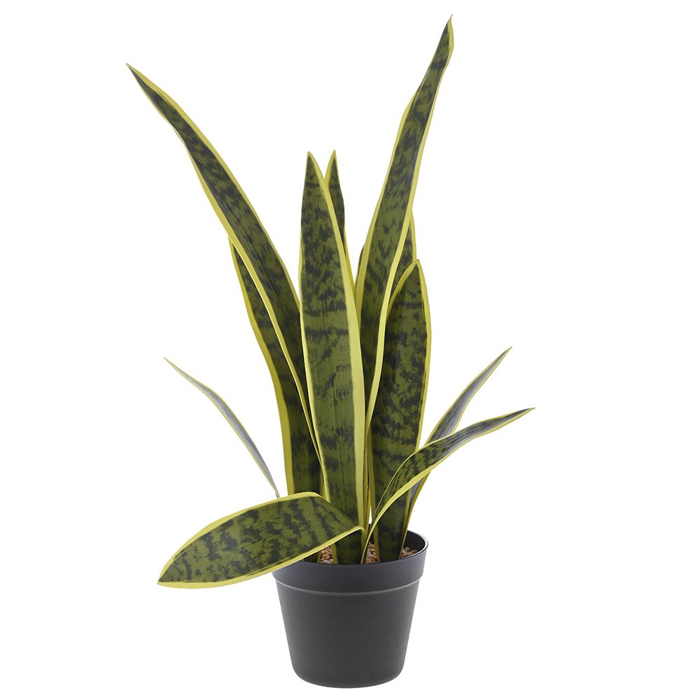 Φυτό πρασινάδα σε μαύρη πλαστική γλάστρα