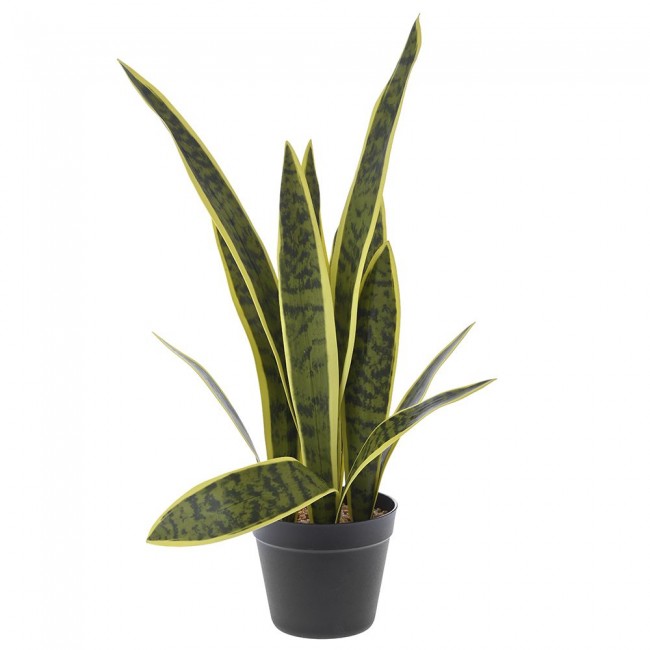 Φυτό πρασινάδα σε μαύρη πλαστική γλάστρα