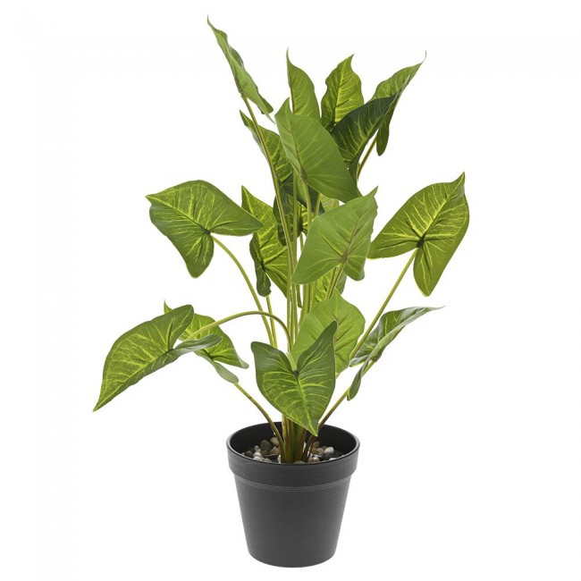 Φυτό φυλλόδεντρο σε μαύρη πλαστική γλάστρα
