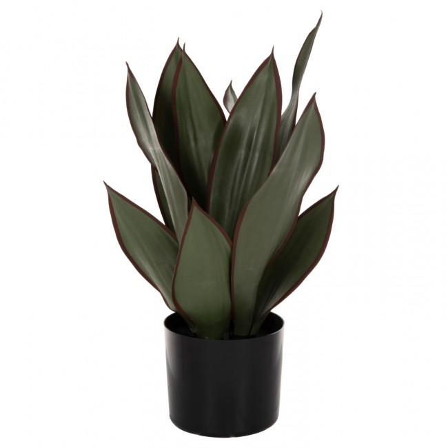 Φυτό σε γλάστρα ''ΠΛΑΤΥΦΥΛΛΗ'' Φ14x12-51