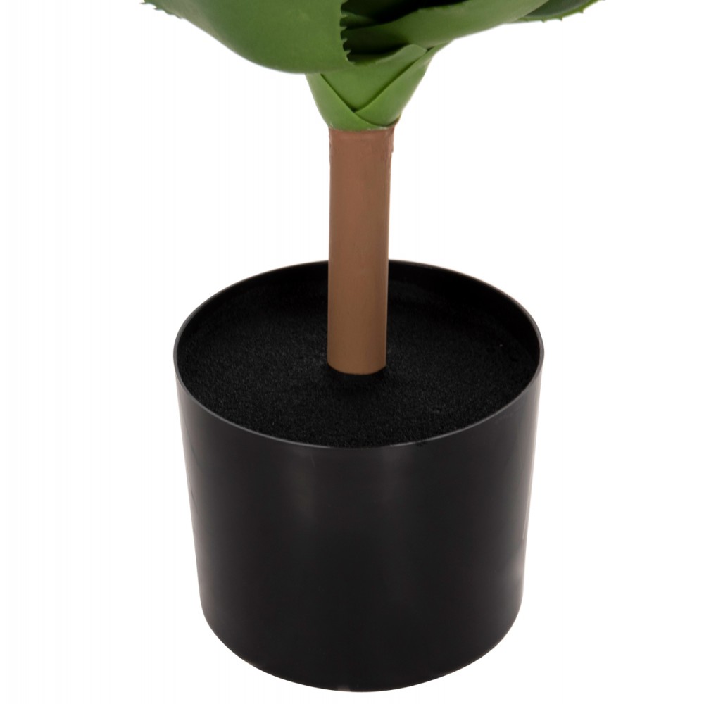 Φυτό ακανθώδες πλατύφυλλο σε γλάστρα  Φ15x12,5-62