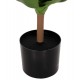 Φυτό ακανθώδες πλατύφυλλο σε γλάστρα  Φ15x12,5-62