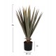 Φυτό "SISAL AGAVE" σε γλάστρα  Φ13,5x13-76