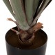 Φυτό "SISAL AGAVE" σε γλάστρα  Φ13,5x13-76