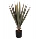 Φυτό "SISAL AGAVE" σε γλάστρα  Φ13,5x13-76