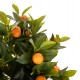 Φυτό πορτοκαλιά σε γλάστρα Φ15x12,5-90