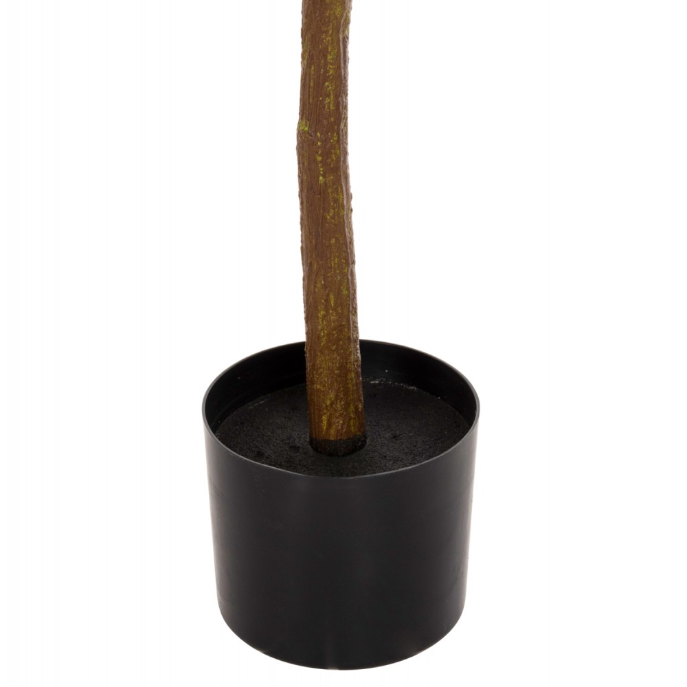 Φυτό πορτοκαλιά σε γλάστρα Φ15x12,5-90