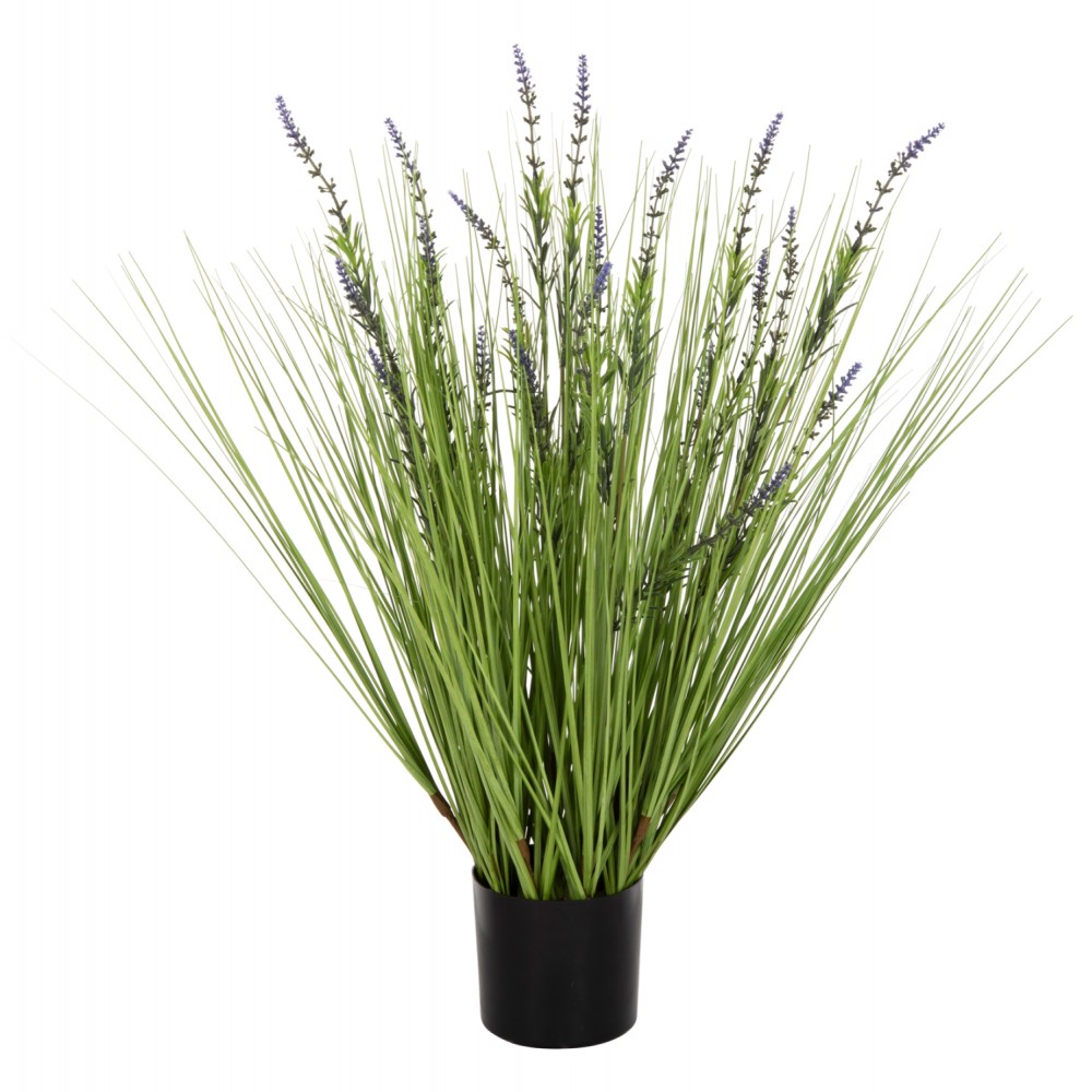 Φυτό λεβάντα σε γλάστρα Φ11,5x11,5-70
