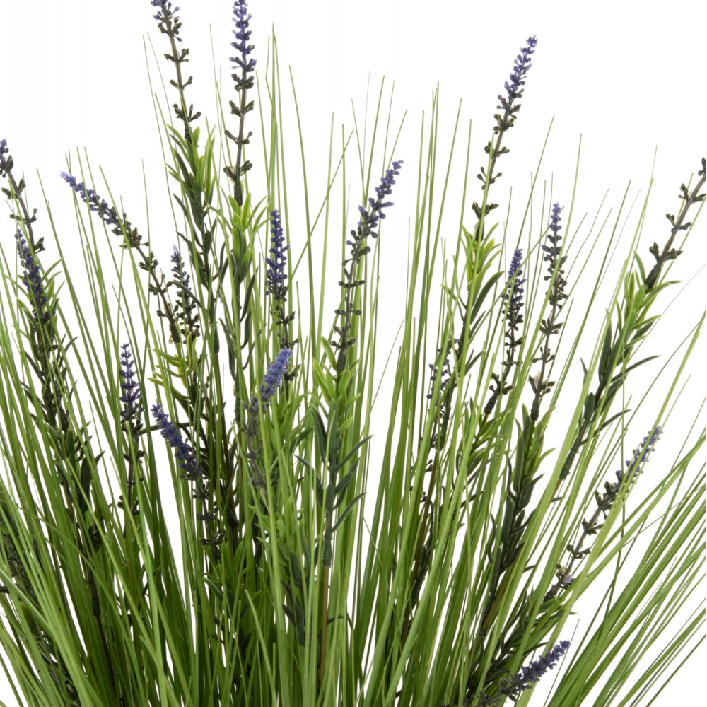 Φυτό λεβάντα σε γλάστρα Φ11,5x11,5-70