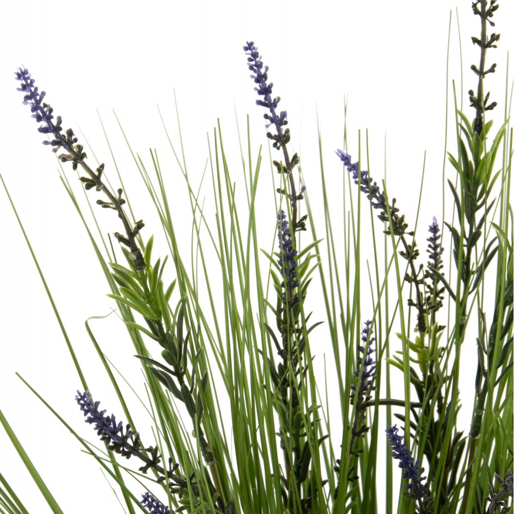 Φυτό λεβάντα σε γλάστρα Φ11,5x11,5-70