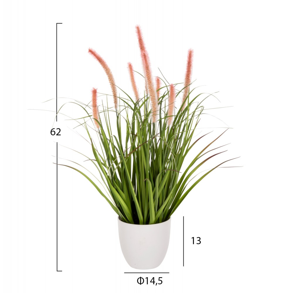 Φυτό "BRISTLEGRASS" σε γλάστρα Φ14,5x13-62