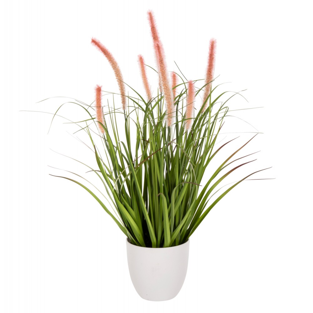 Φυτό "BRISTLEGRASS" σε γλάστρα Φ14,5x13-62