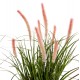 Φυτό "BRISTLEGRASS" σε γλάστρα Φ14,5x13-62