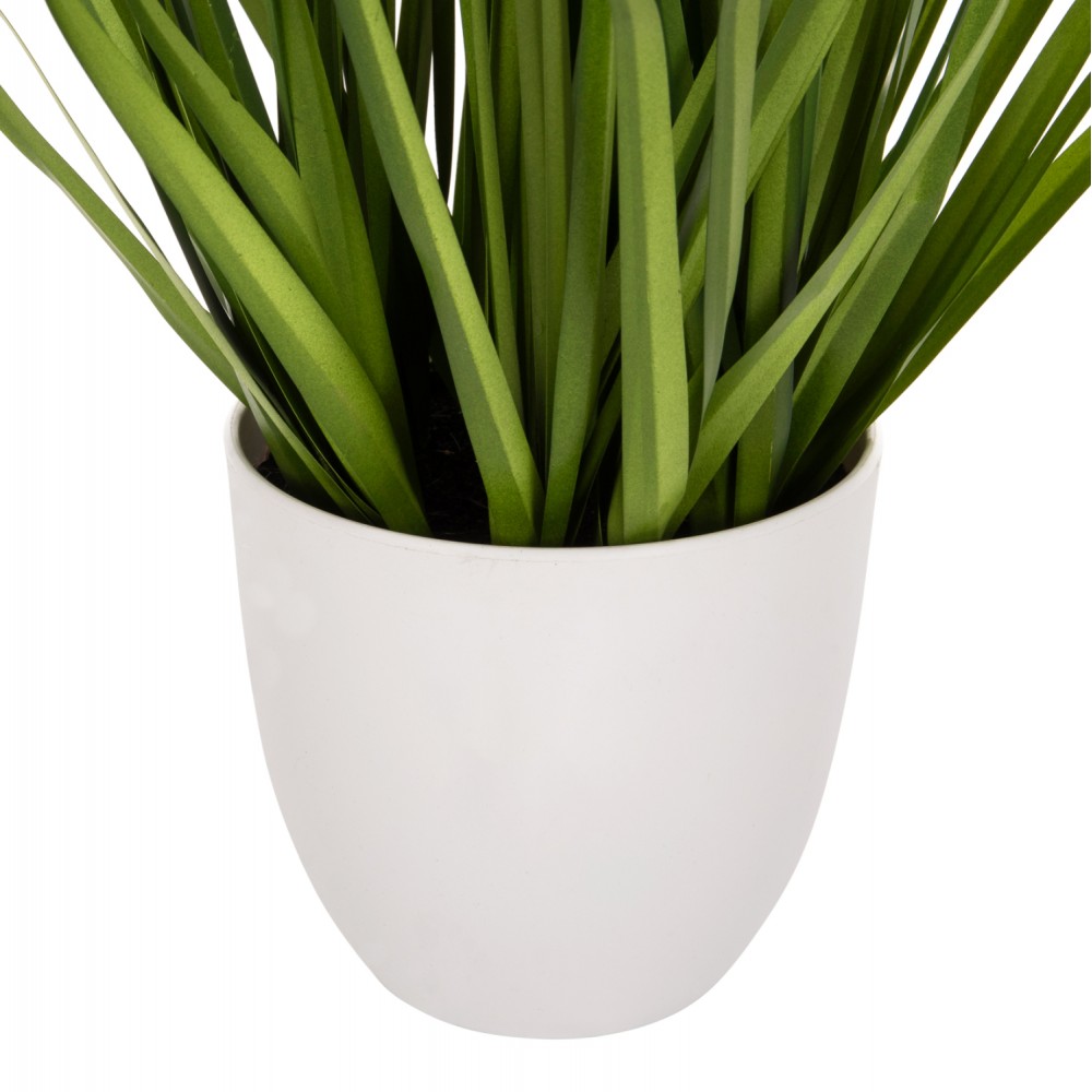 Φυτό "BRISTLEGRASS" σε γλάστρα Φ14,5x13-62