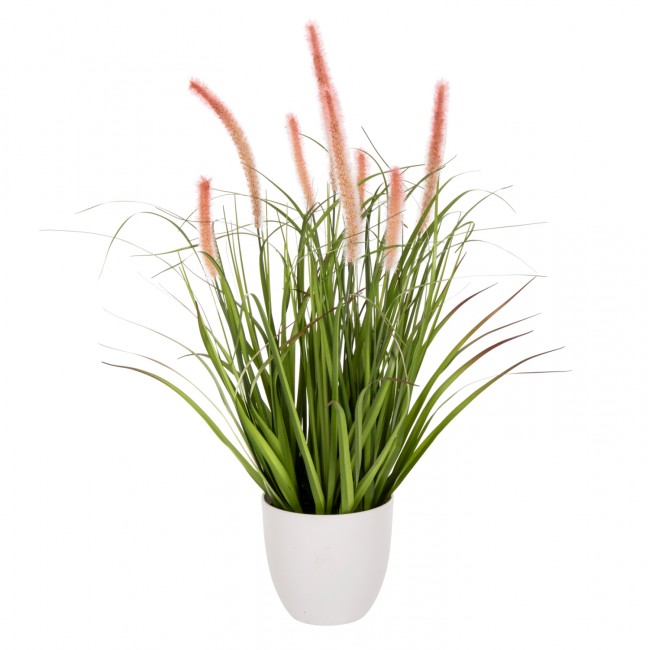 Φυτό "BRISTLEGRASS" σε γλάστρα Φ14,5x13-62