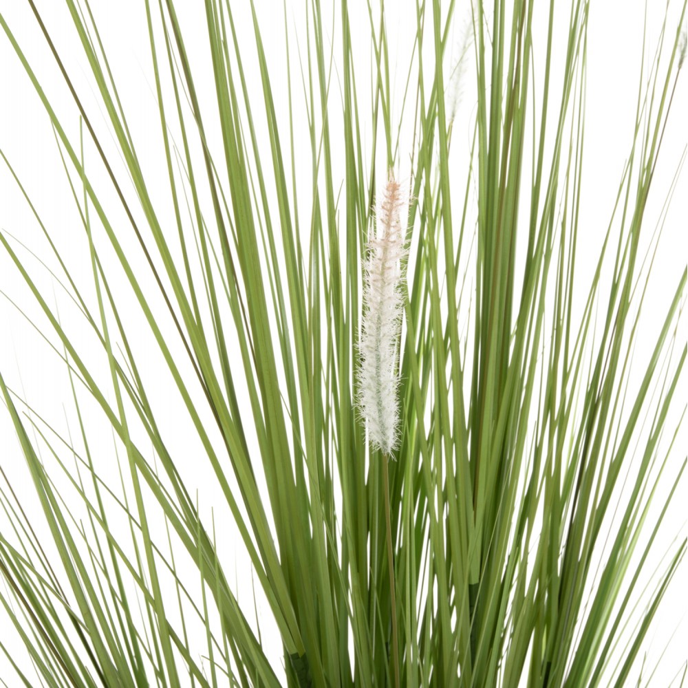 Φυτό "BRISTLEGRASS" σε γλάστρα Φ15x15-173