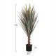 Φυτό "SISAL AGAVE" σε γλάστρα Φ17x15-120