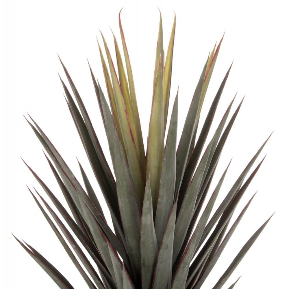 Φυτό "SISAL AGAVE" σε γλάστρα Φ17x15-120