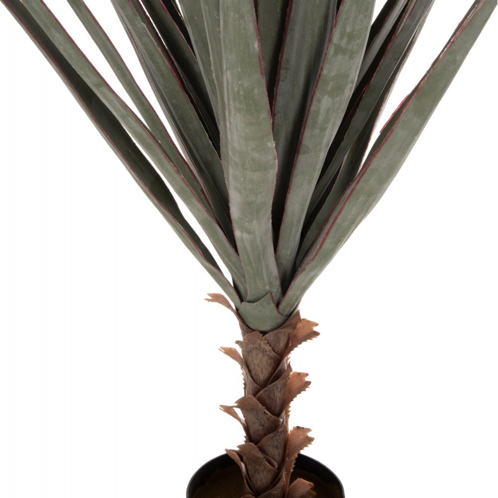 Φυτό "SISAL AGAVE" σε γλάστρα Φ17x15-120