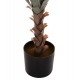 Φυτό "SISAL AGAVE" σε γλάστρα Φ17x15-120