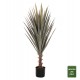 Φυτό "SISAL AGAVE" σε γλάστρα Φ17x15-120