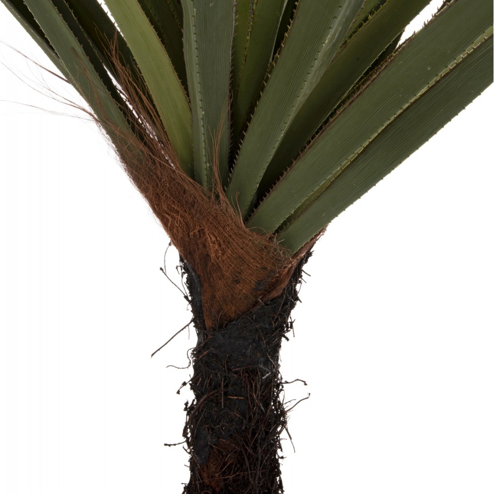 Φυτό "ΦΟΙΝΙΚΟΔΕΝΤΡΟ" σε γλάστρα Φ23x18-180