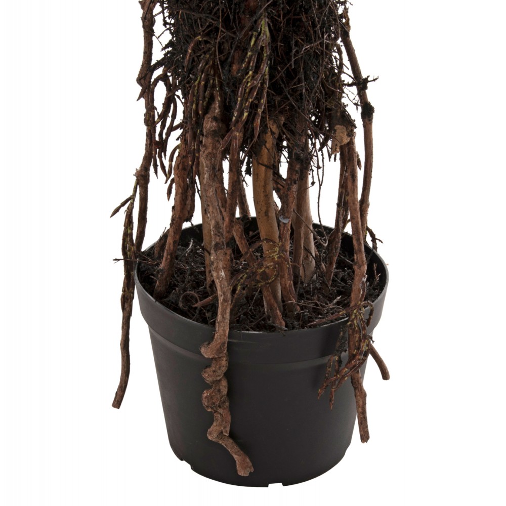 Φυτό "ΦΟΙΝΙΚΟΔΕΝΤΡΟ" σε γλάστρα Φ23x18-180