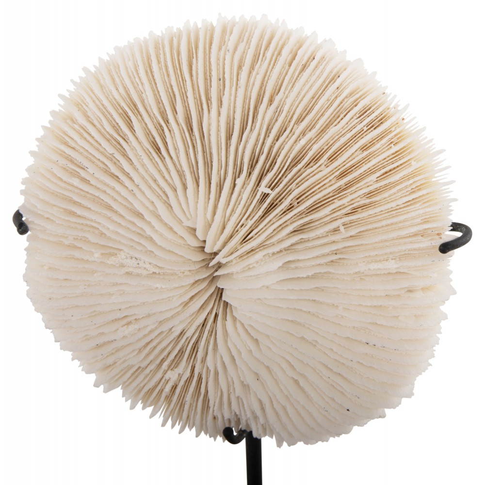 Επιτραπέζιο διακοσμητικό κοράλλι σε χρώμα φυσικό 8x8x16