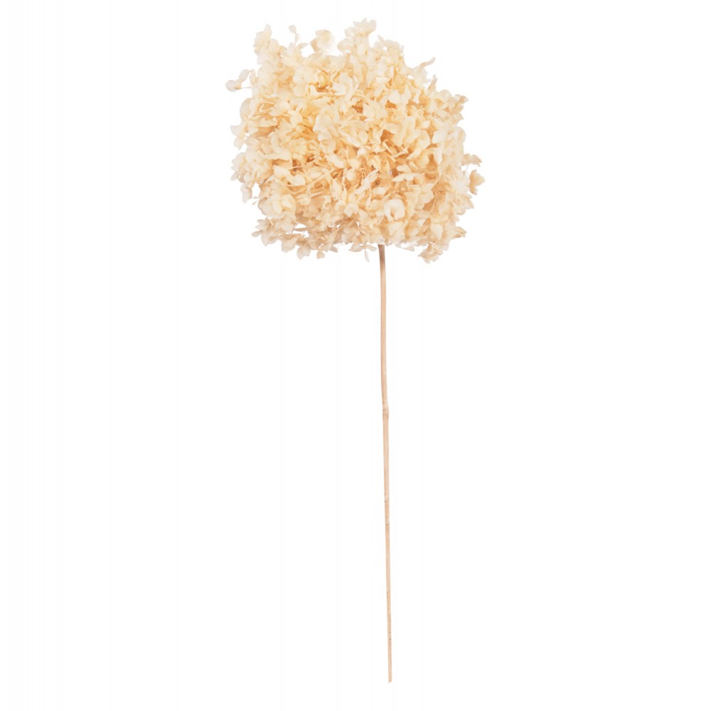 Διακοσμητικό αποξηραμένο λουλούδι ορτανσία σε φυσικό χρώμα 55Υ