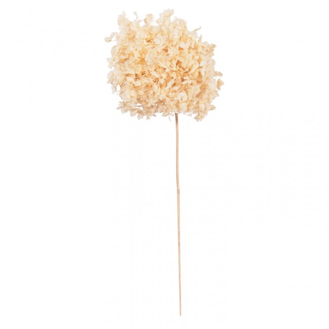 Διακοσμητικό αποξηραμένο λουλούδι ορτανσία σε φυσικό χρώμα 55Υ
