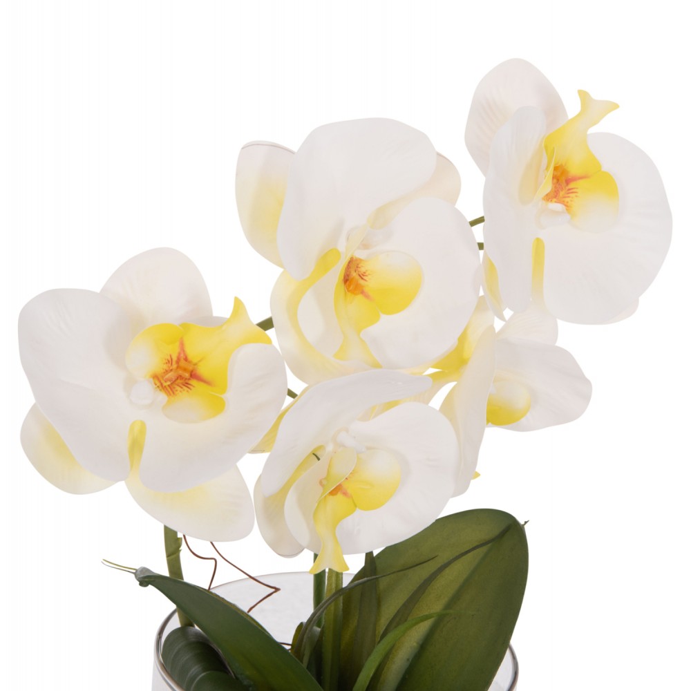 Διακοσμητικό λουλούδι phalaenopsis σε γυάλινο βάζο 12x24x30