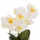 Διακοσμητικό λουλούδι phalaenopsis σε γυάλινο βάζο 12x24x30