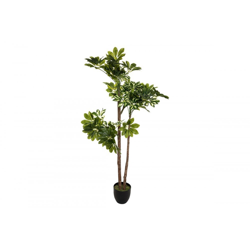 Φυτό σε γλάστρα ''GREEN6'' 70x65x135