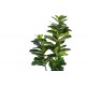 Διακοσμητικό φυτό "FIDDLEHEAD I" σε γλάστρα από pp σε πράσινο χρώμα Υ180