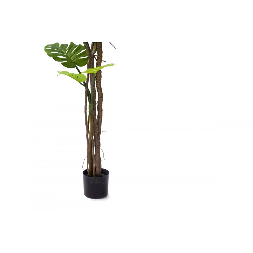 Διακοσμητικό φυτό "MONSTERA III" σε γλάστρα από pp σε πράσινο χρώμα Υ180