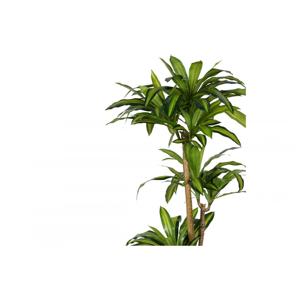 Διακοσμητικό φυτό "DRACAENA I" σε γλάστρα από pp σε πράσινο χρώμα Υ170
