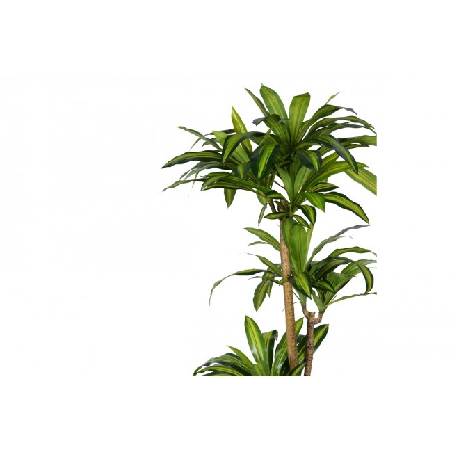 Διακοσμητικό φυτό "DRACAENA I" σε γλάστρα από pp σε πράσινο χρώμα Υ170