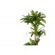 Διακοσμητικό φυτό "DRACAENA I" σε γλάστρα από pp σε πράσινο χρώμα Υ170