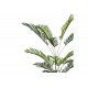 Διακοσμητικό φυτό "ARECA III" σε γλάστρα από pp σε πράσινο χρώμα Υ180