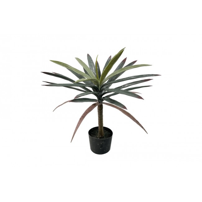 Διακοσμητικό φυτό "DRACAENA" σε γλάστρα από pp σε χρώμα πράσινο Υ62