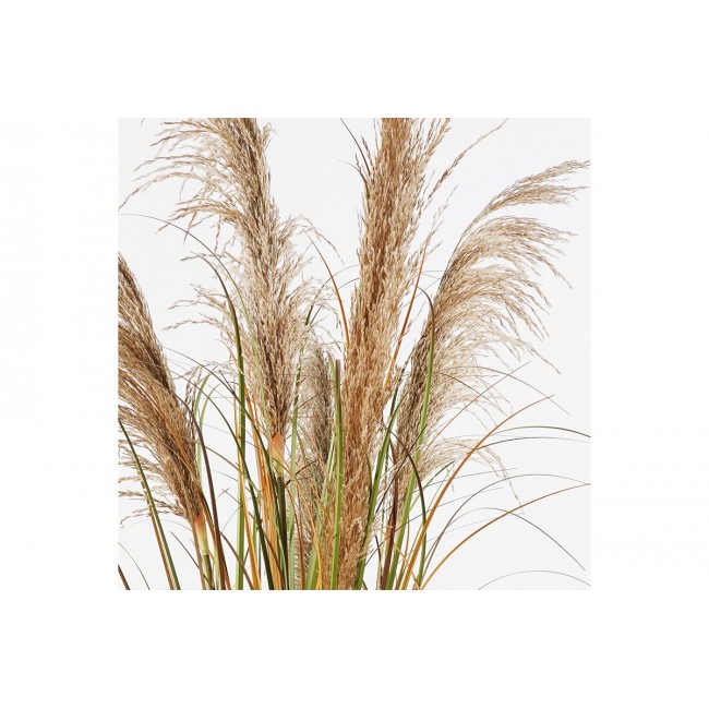 Διακοσμητικό φυτό "BURLUSH" σε γλάστρα Φ65x120