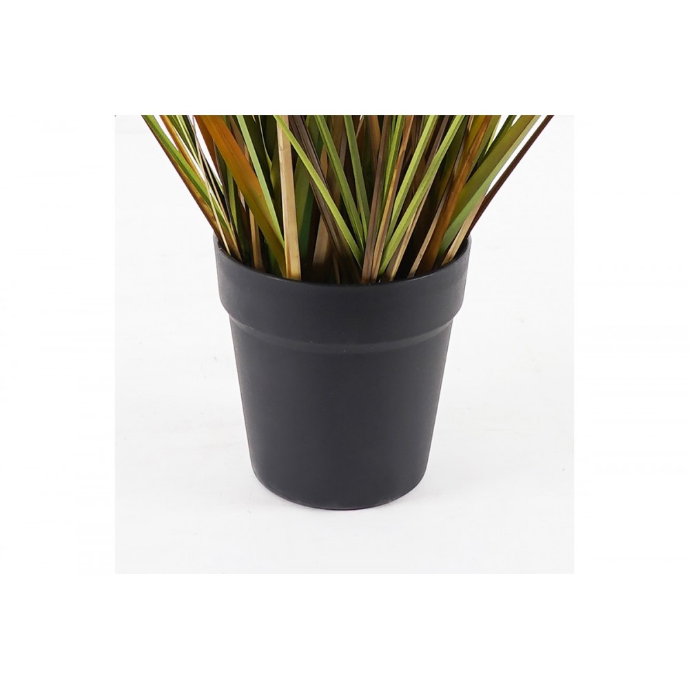 Διακοσμητικό φυτό "BURLUSH" σε γλάστρα Φ65x120