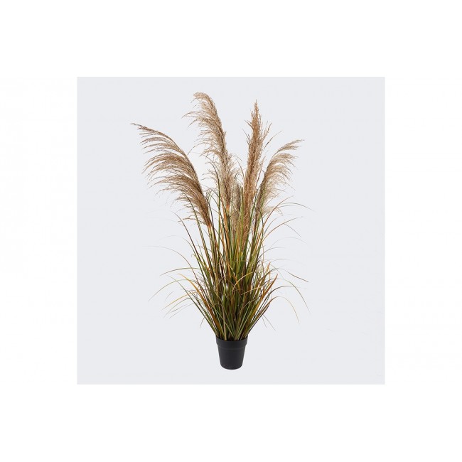 Διακοσμητικό φυτό "BURLUSH" σε γλάστρα Φ65x120