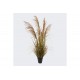 Διακοσμητικό φυτό "BURLUSH" σε γλάστρα Φ65x120