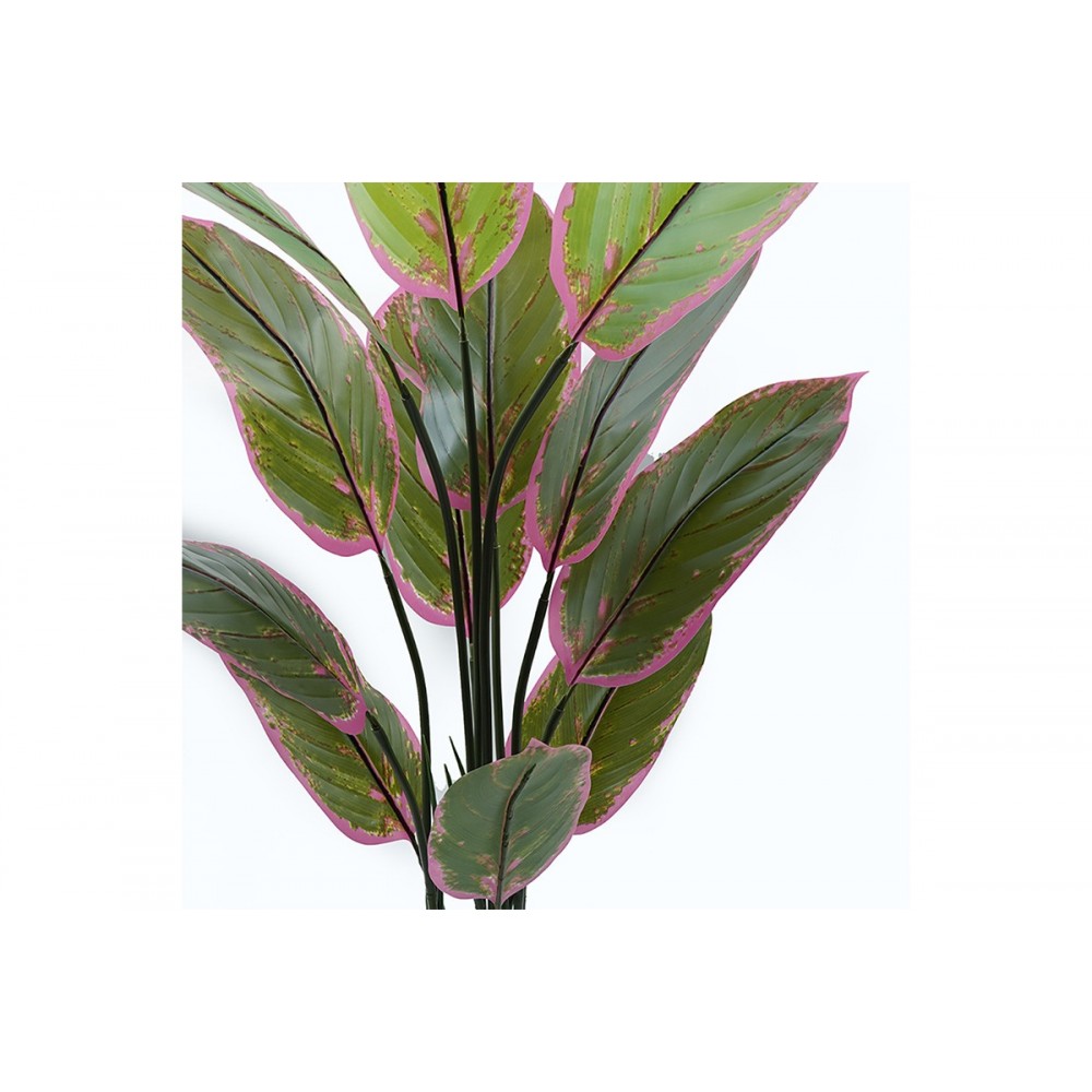 Διακοσμητικό φυτό σε γλάστρα "CALATHEA" σε χρώμα πράσινο Φ68x120