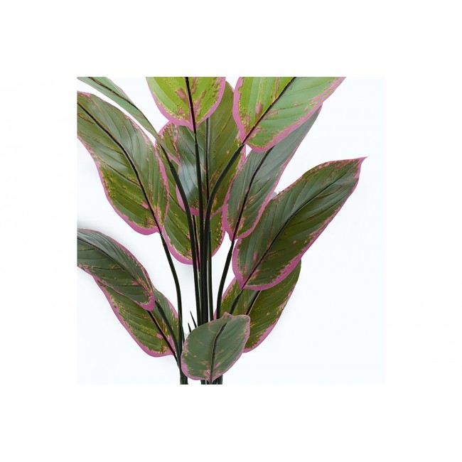 Διακοσμητικό φυτό σε γλάστρα "CALATHEA" σε χρώμα πράσινο Φ68x120