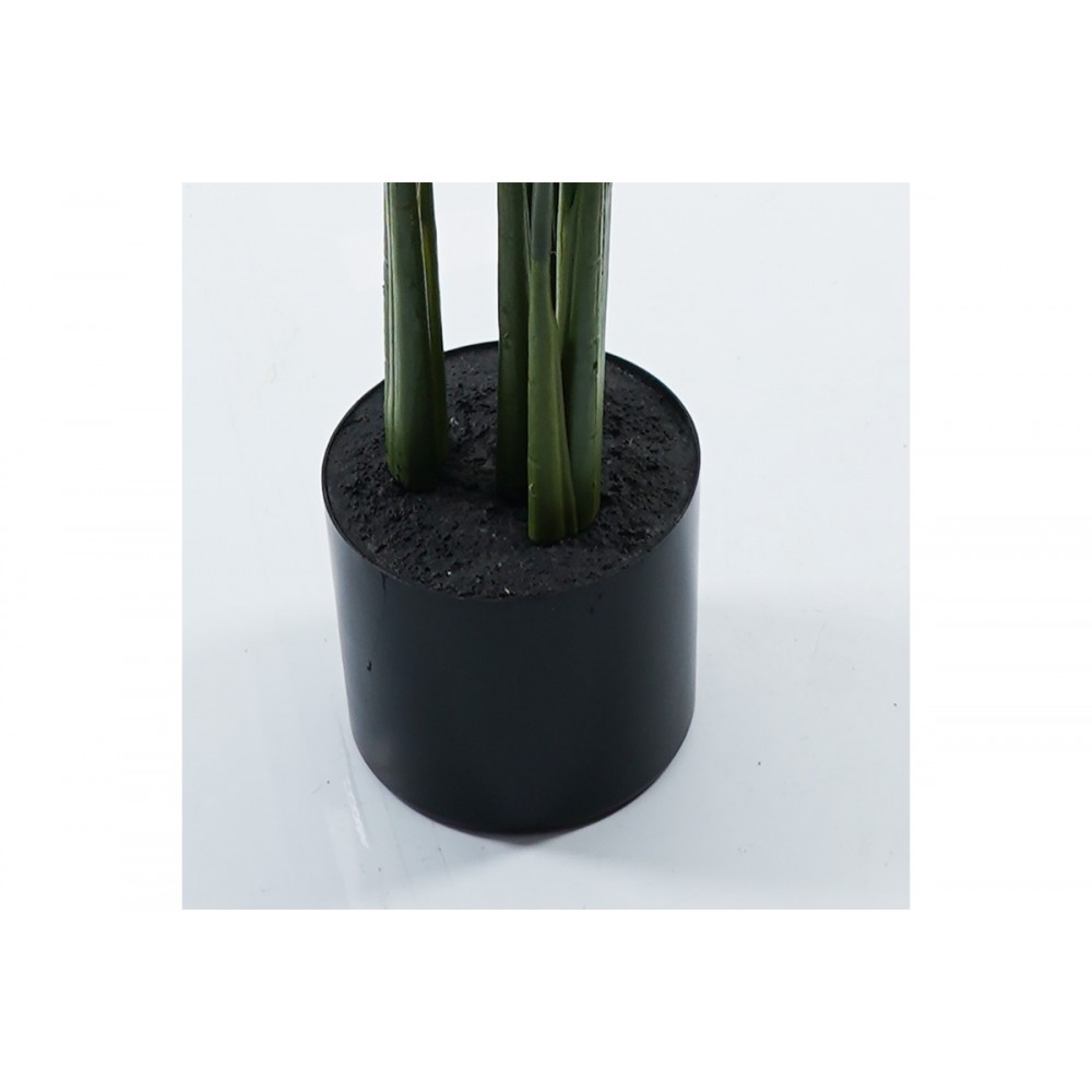 Διακοσμητικό φυτό σε γλάστρα "CALATHEA" σε χρώμα πράσινο Φ68x120