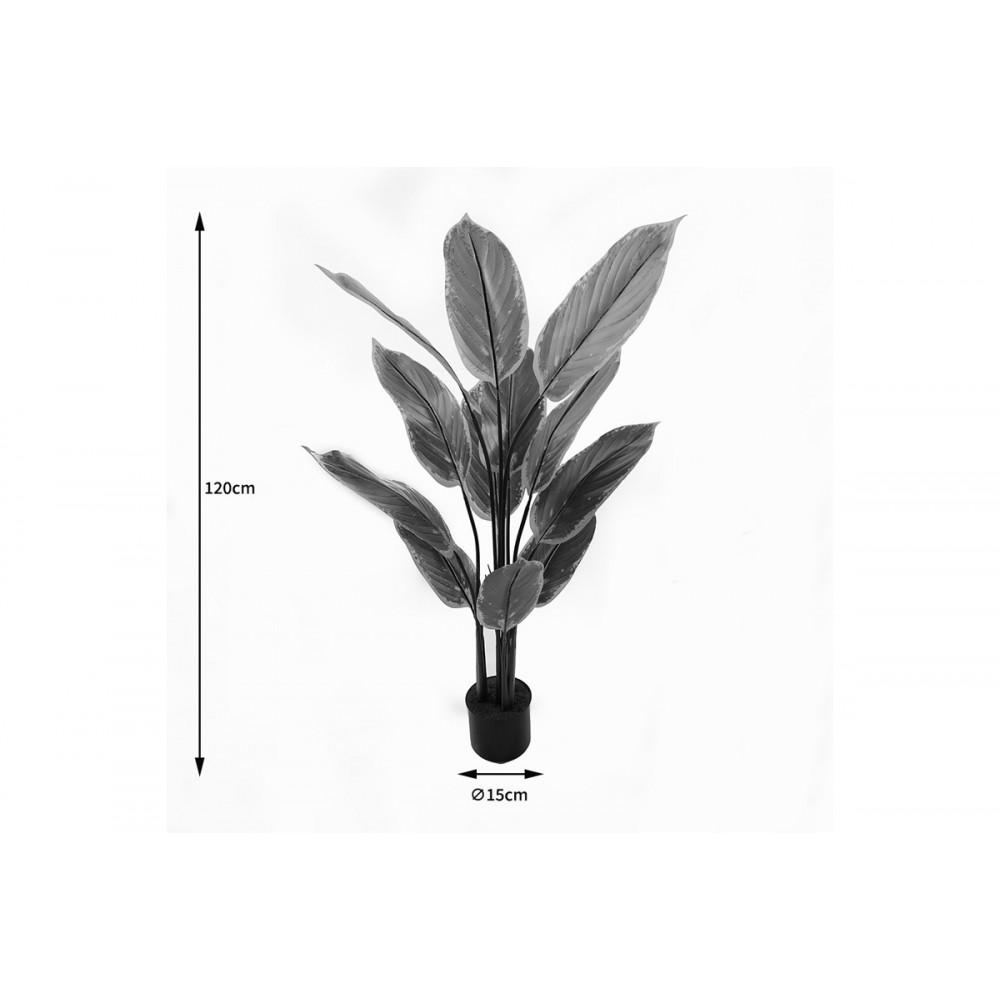 Διακοσμητικό φυτό σε γλάστρα "CALATHEA" σε χρώμα πράσινο Φ68x120