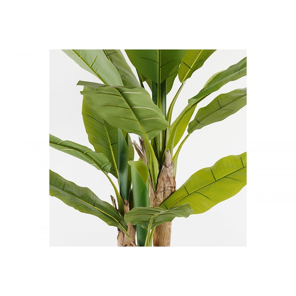 Διακοσμητικό φυτό σε γλάστρα "BANANA TREE" σε χρώμα πράσινο Φ53x190