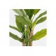 Διακοσμητικό φυτό σε γλάστρα "BANANA TREE" σε χρώμα πράσινο Φ53x190